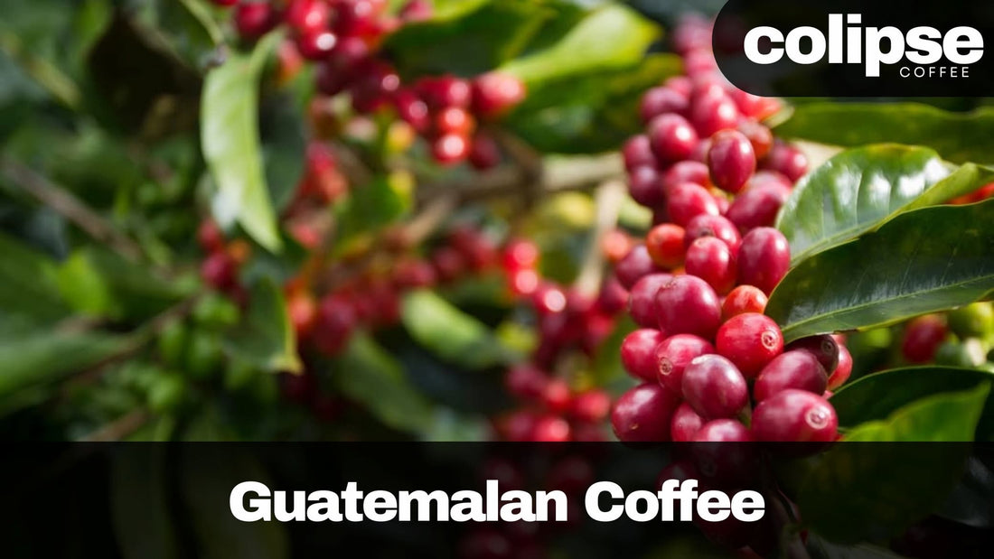 best guatemalan coffee