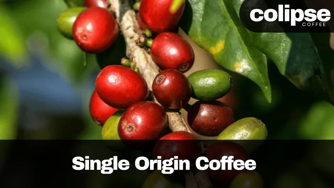 Red coffee berries on a branch with green leaves, featuring the colipsee Coffee logo.