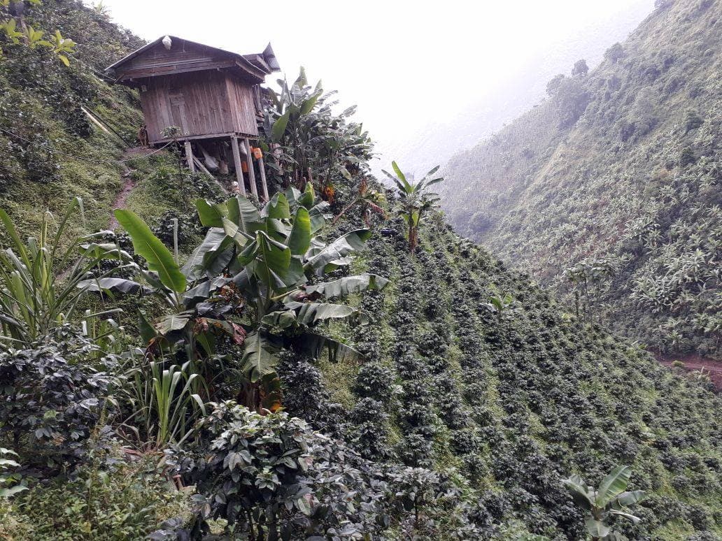 Traditional wooden hut on a hillside surrounded by lush greenery of coffee plantation