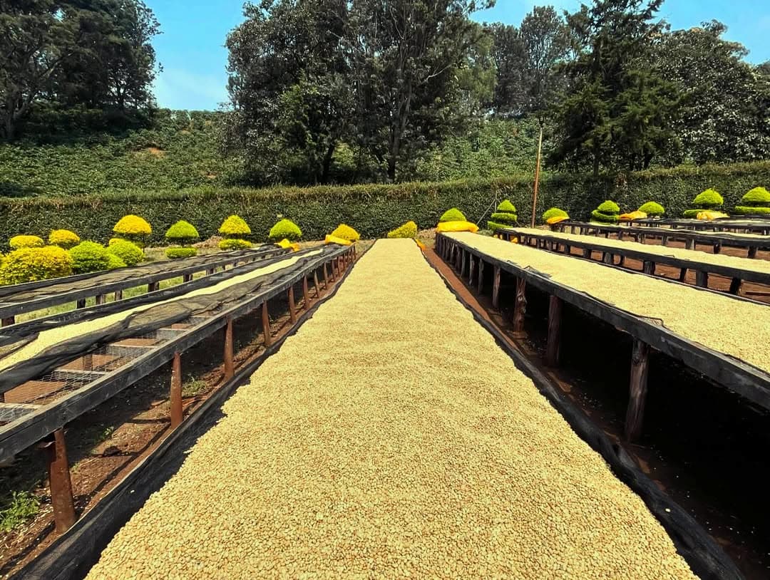 Rows of green plants on wooden platforms with trees in the background