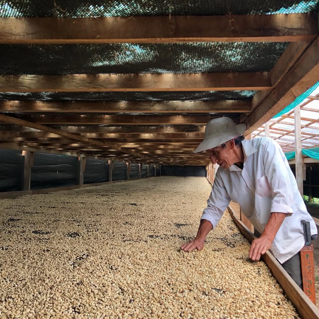 Person inspecting coffee beans under a shade structure