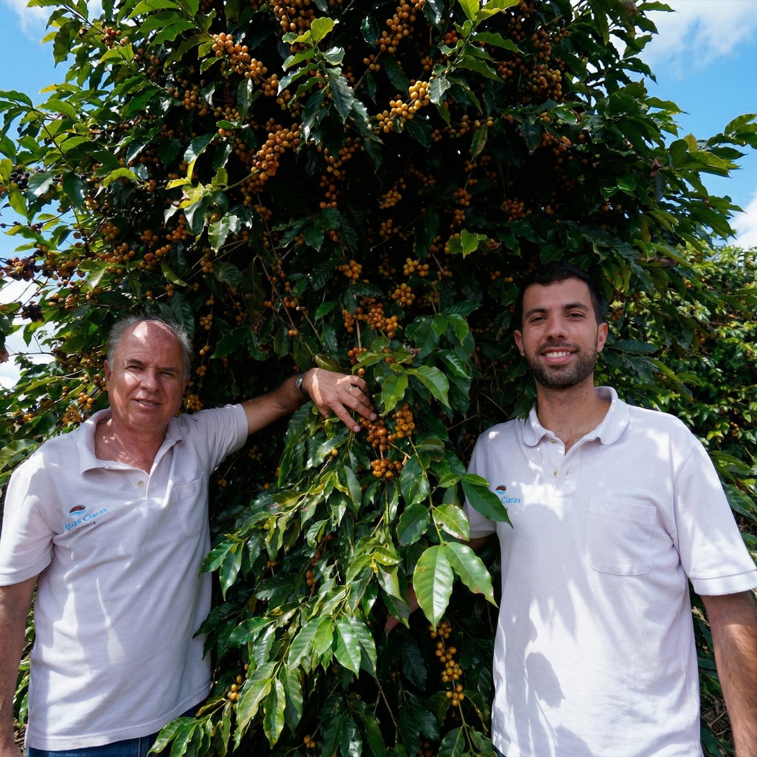 Two men standing next to a coffee tree with ripe berries on a sunny day.