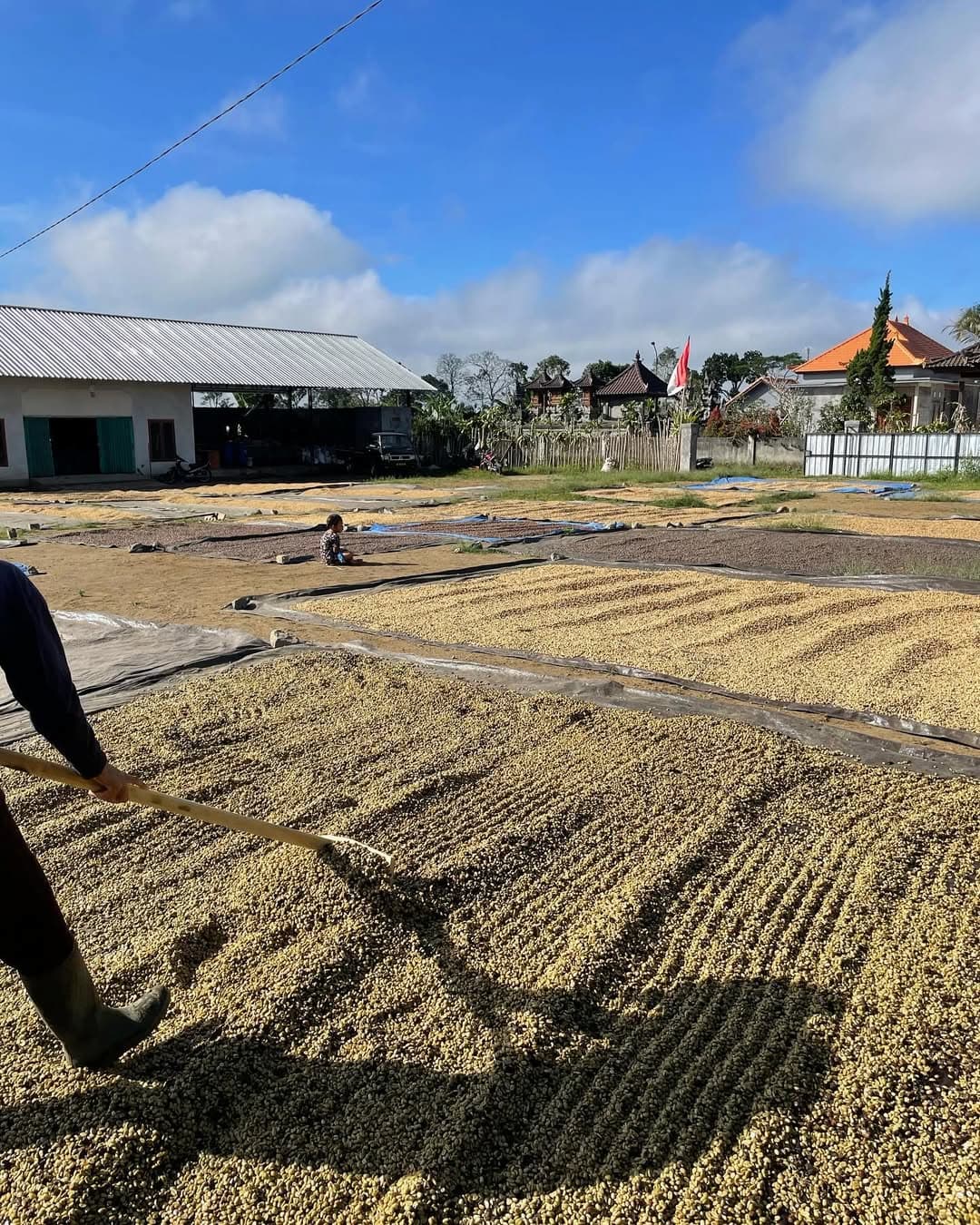 Coffee beans spread out to dry under a blue sky with buildings and trees in the background.