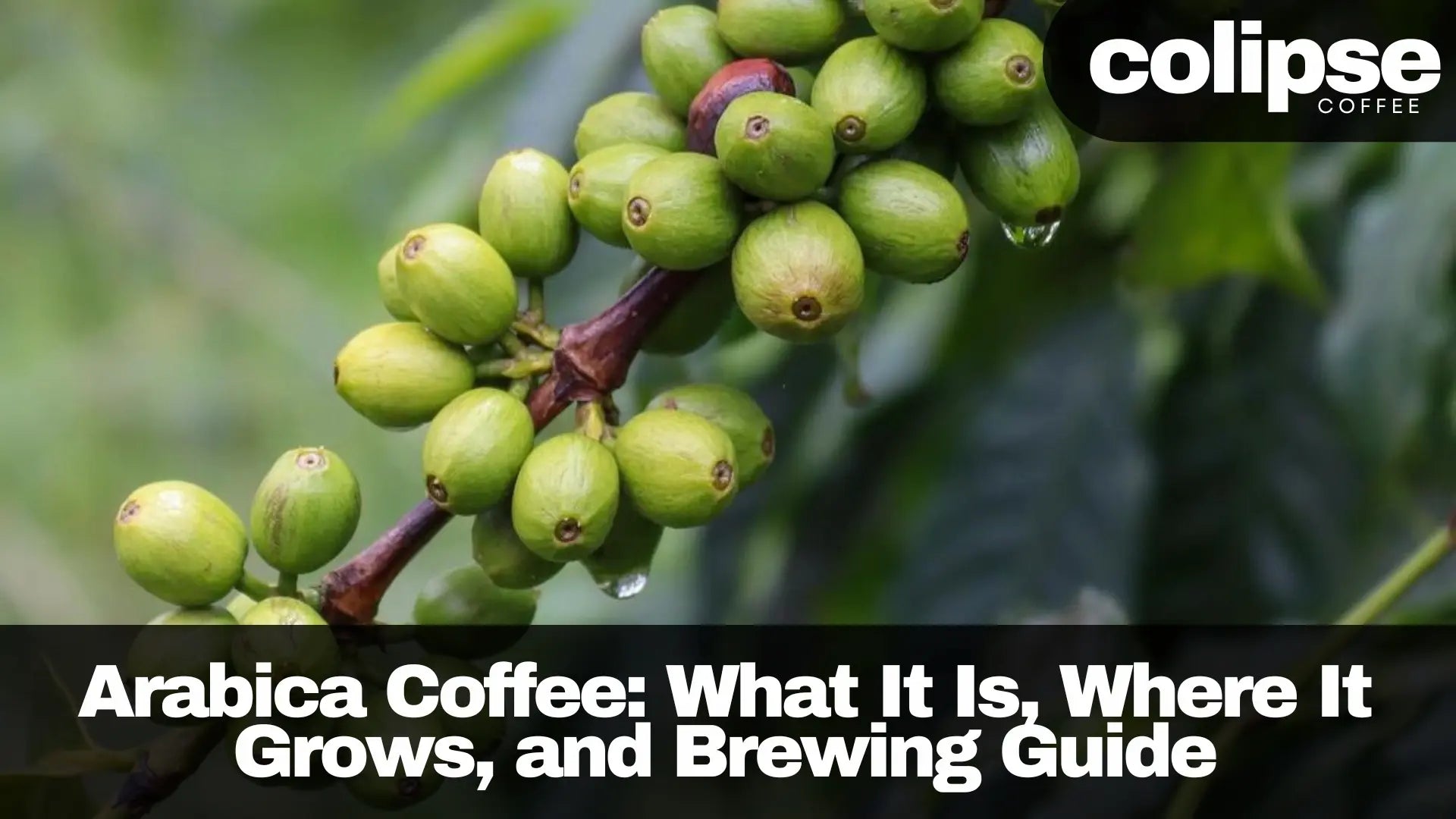 Arabica Coffee: What It Is, Where It Grows, and Brewing Guide – Colipse