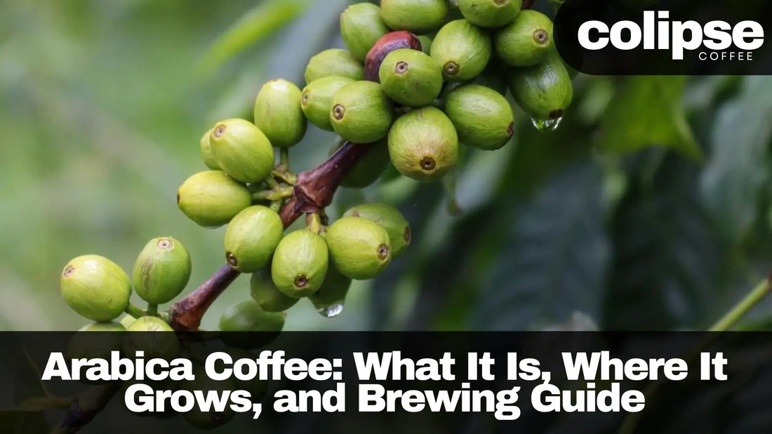 Image of unripe green Arabica coffee cherries growing on a branch.