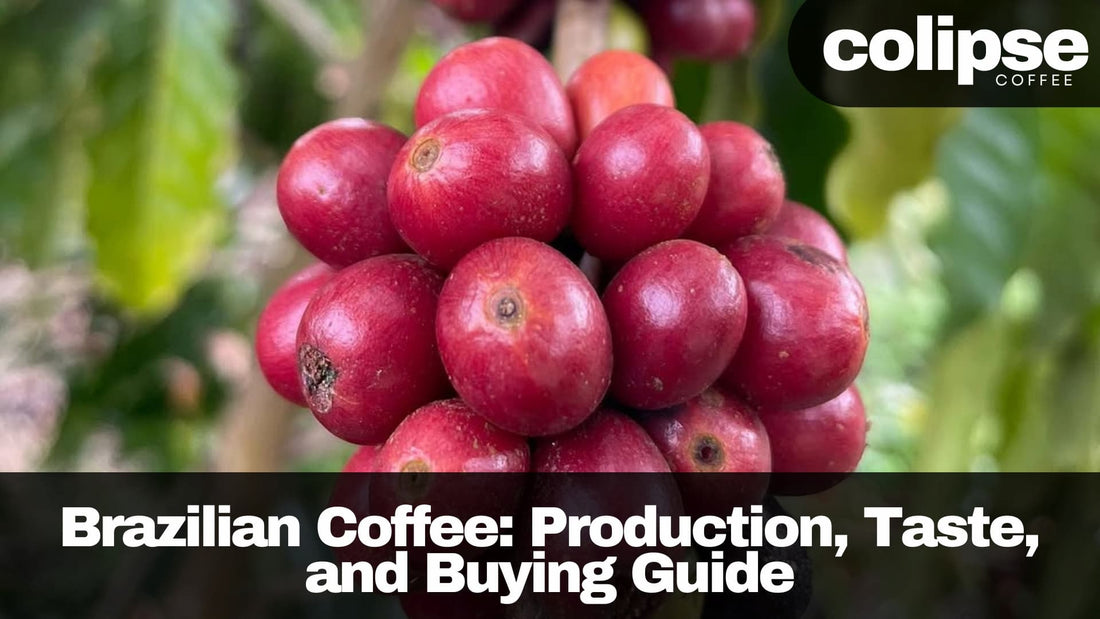 Ripe Brazilian coffee cherries