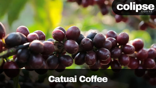 catuai coffee beans