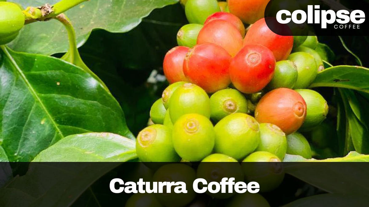 caturra coffee beans