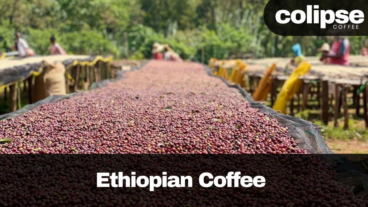 Ethiopian coffee beans drying outdoors with 'colipse Coffee' branding.