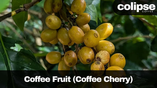Coffee fruit (coffee cherry) on a branch with 'Colipse Coffee' branding.