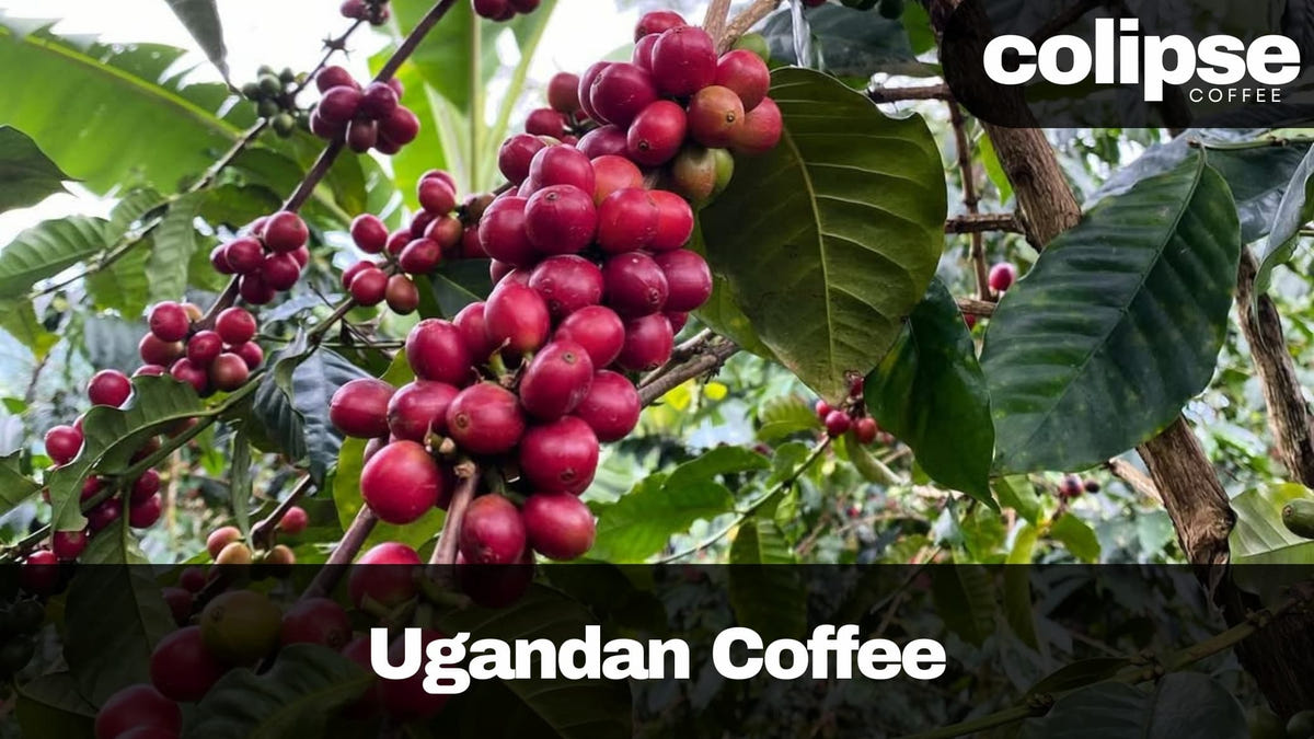 Ugandan coffee cherries on a branch with 'Colipse Coffee' branding.