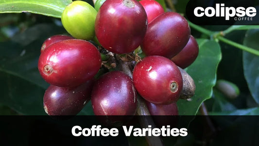 30 Coffee Varieties, Varietals, Cultivars and Hybrids