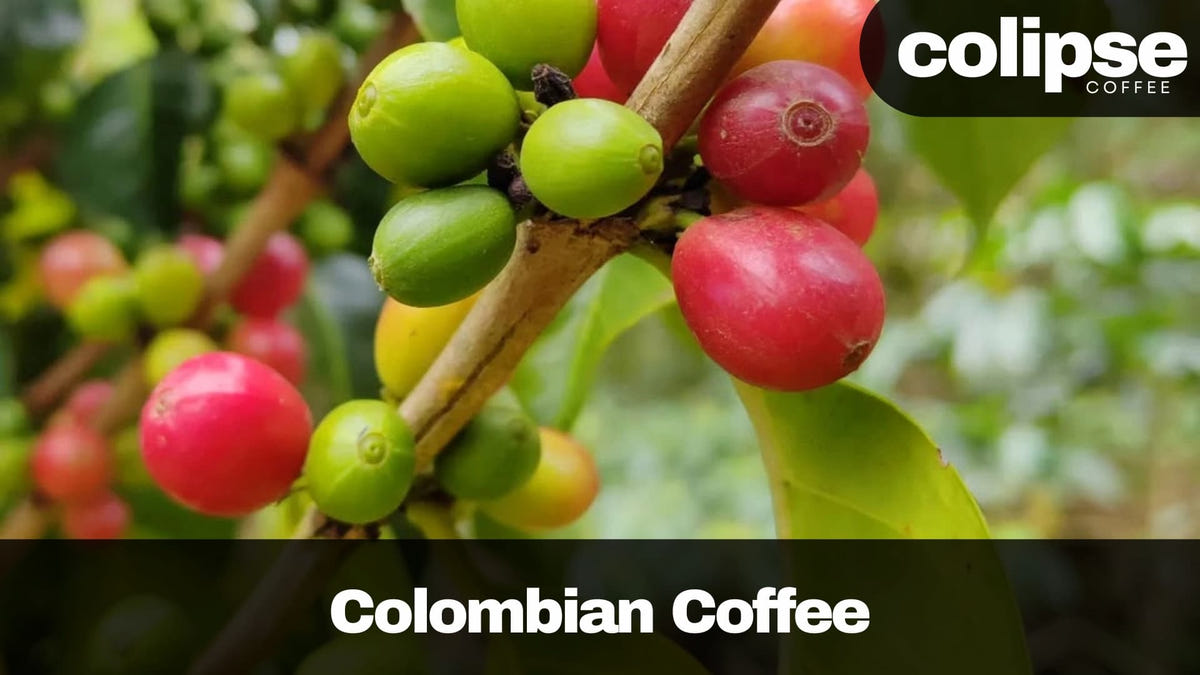 Arabica coffee growing in Colombia