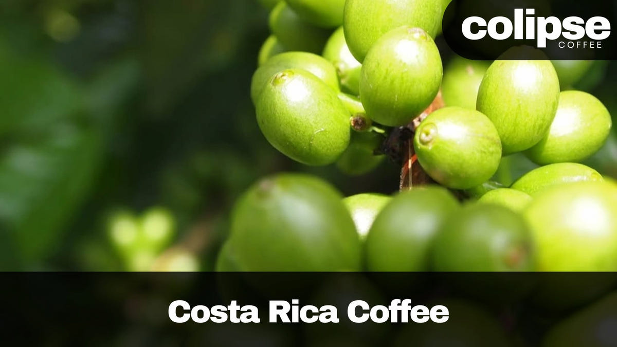Costa Rican Coffee: Types, Regions, Taste, and Where to Buy
