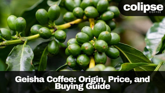 what is geisha coffee