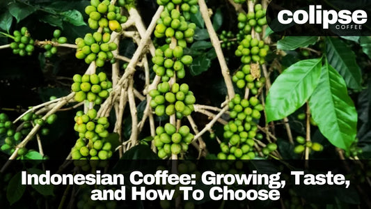 Clusters of green Indonesian coffee cherries growing on a branch of an Indonesian coffee plant