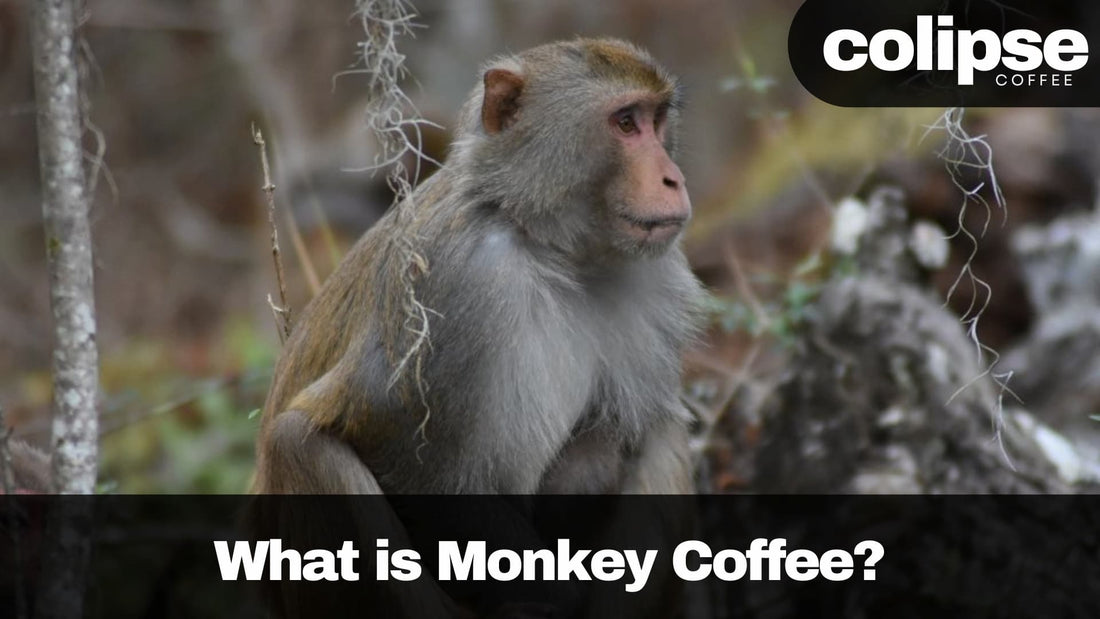 monkey poop coffee