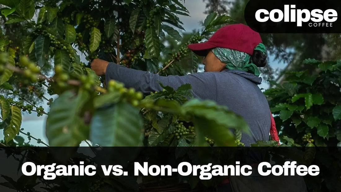 A person hand-harvesting coffee cherries, carefully selecting the ripe ones.