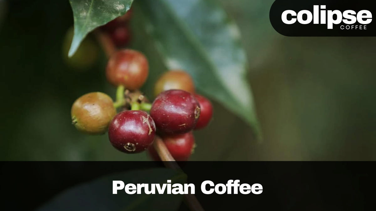Peruvian coffee cherries on a branch with 'Colipse Coffee' branding.