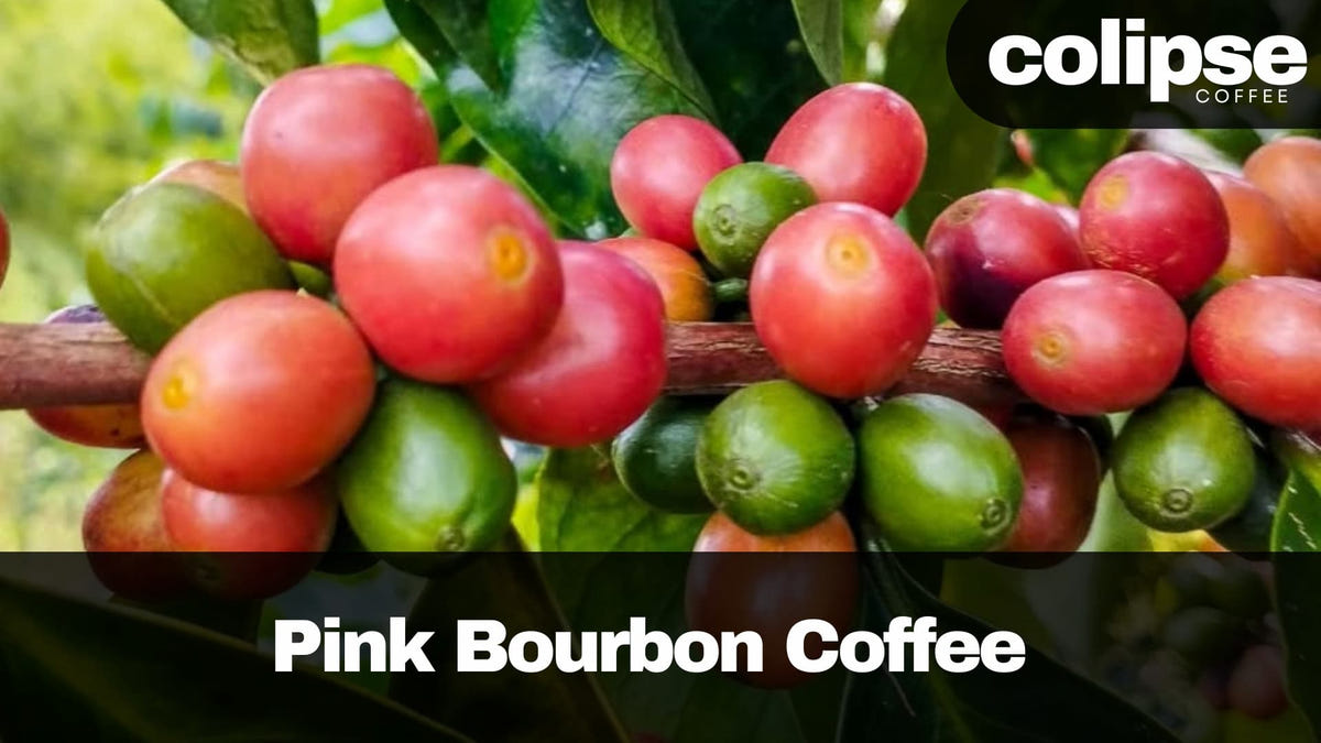 Pink Bourbon Coffee cherries on a branch with 'colipse Coffee' branding.