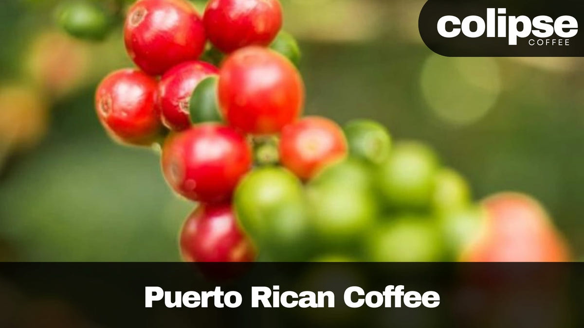 Puerto Rican Coffee: Production, Regions, Taste, and Best Brands