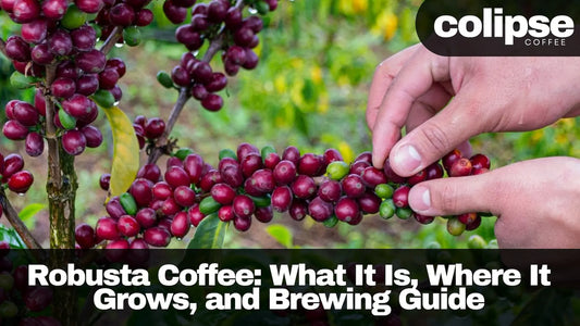 Image of hands inspecting ripe Robusta coffee cherries on a branch.