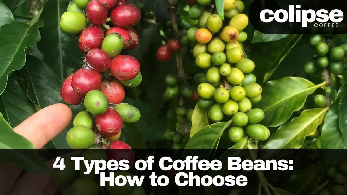 Hand pointing at a cluster of green and red coffee cherries on a coffee plant.