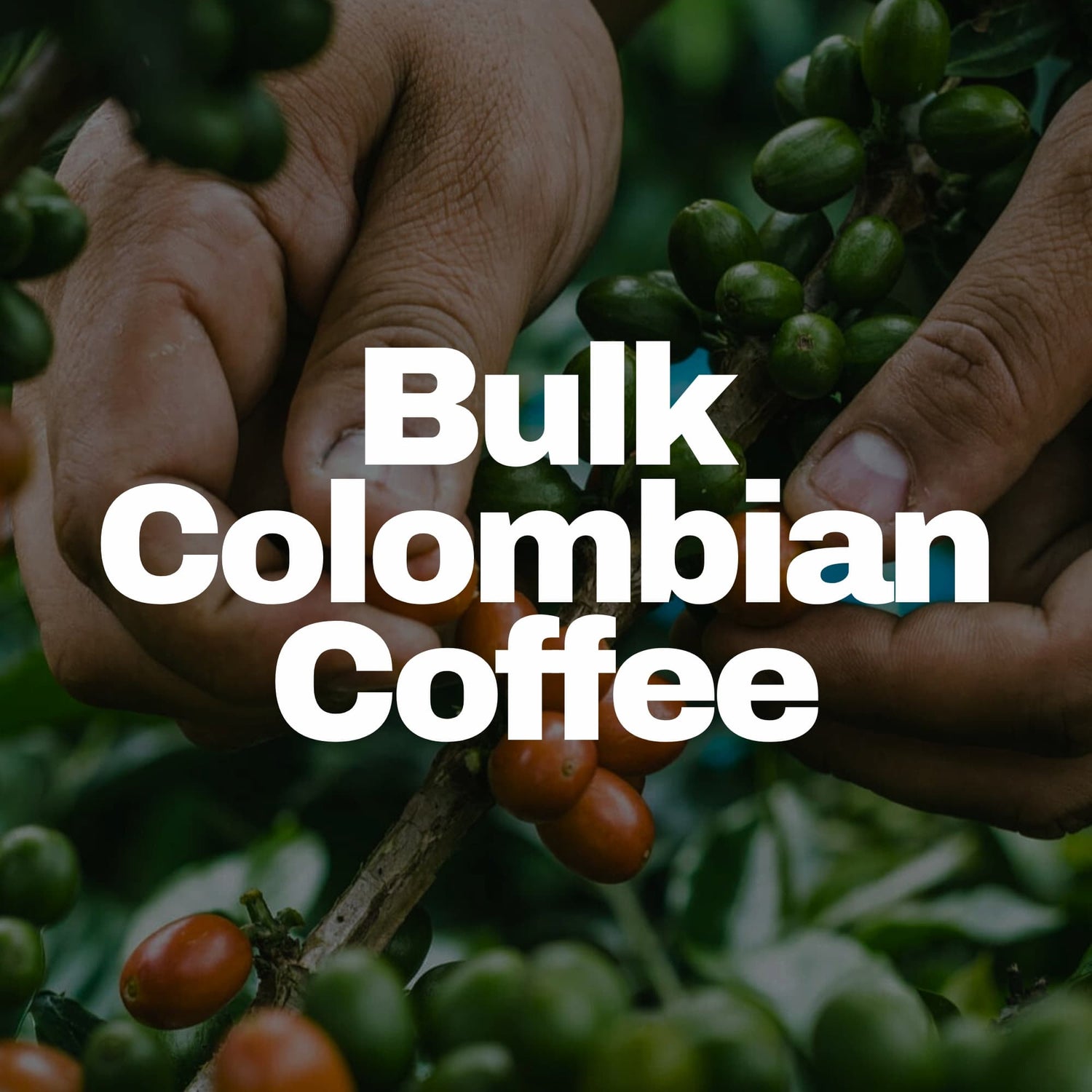 Bulk Colombian Coffee Beans