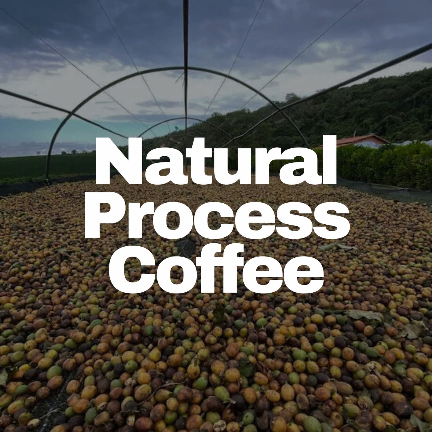 Coffee cherries drying on beds representing Natural Process Coffee.