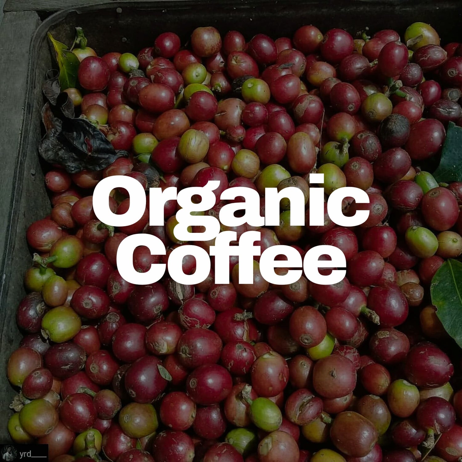 Container full of red and green organic coffee cherries.