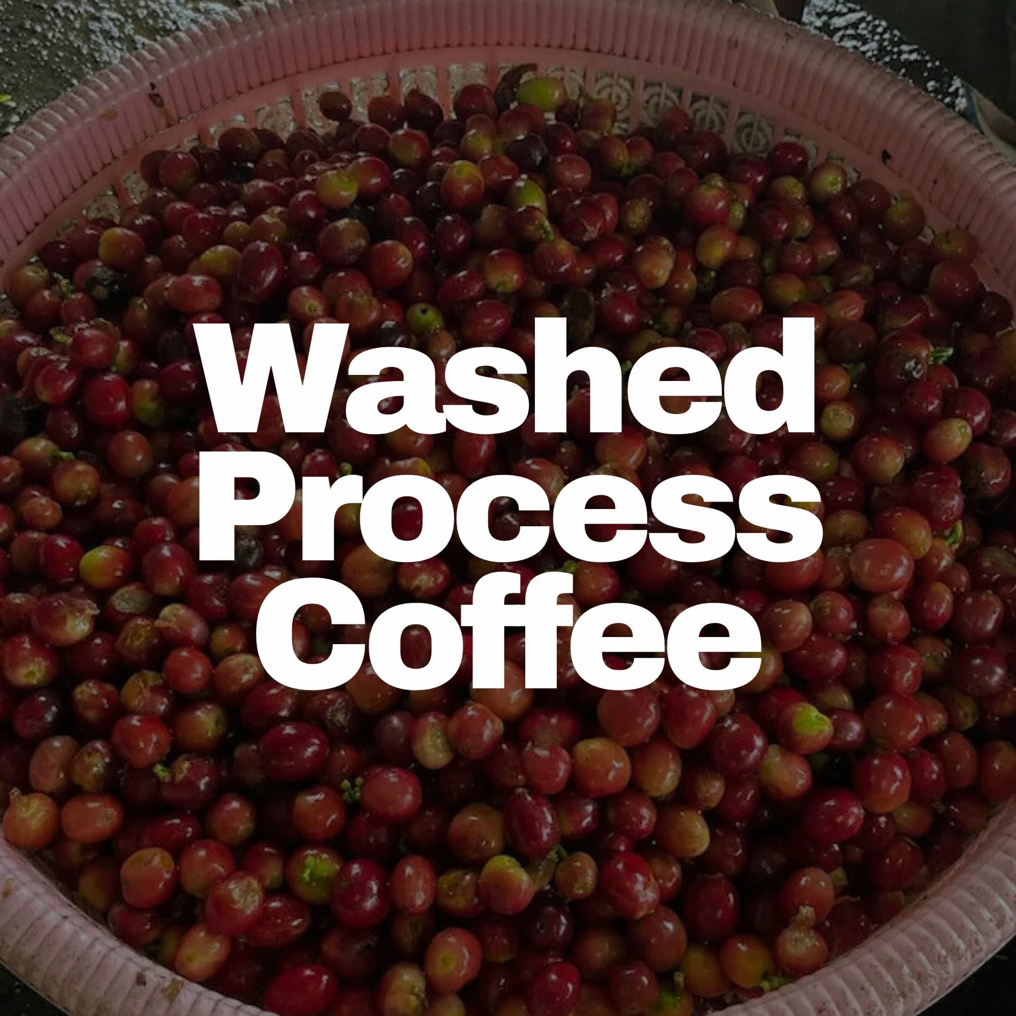 Buy Washed Process Coffee Online – Colipse