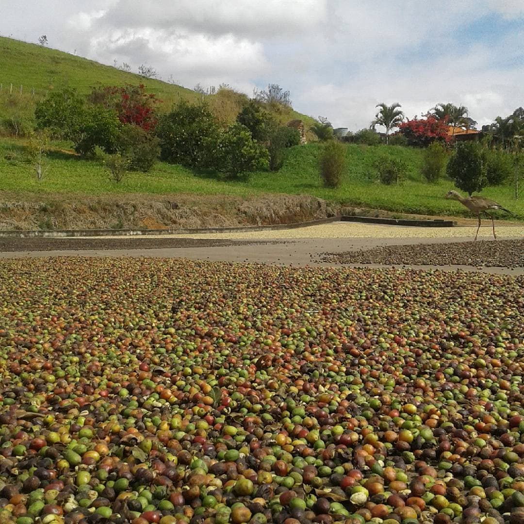 Brazilian coffee farmers drying Santos coffee beans on a vast patio. 