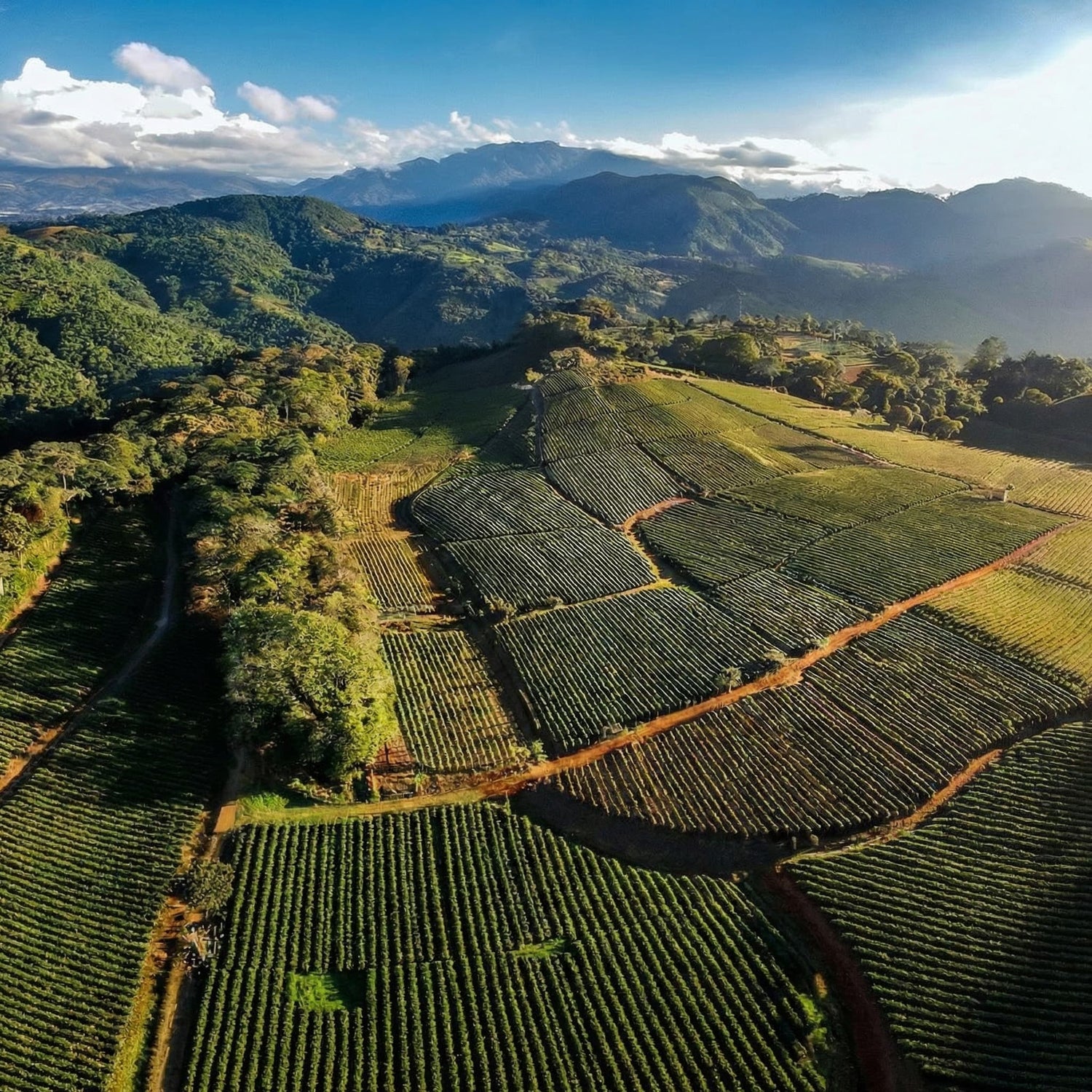 Aerial view of a mountainous landscape of Chiapas region in Mexico with coffee plantations