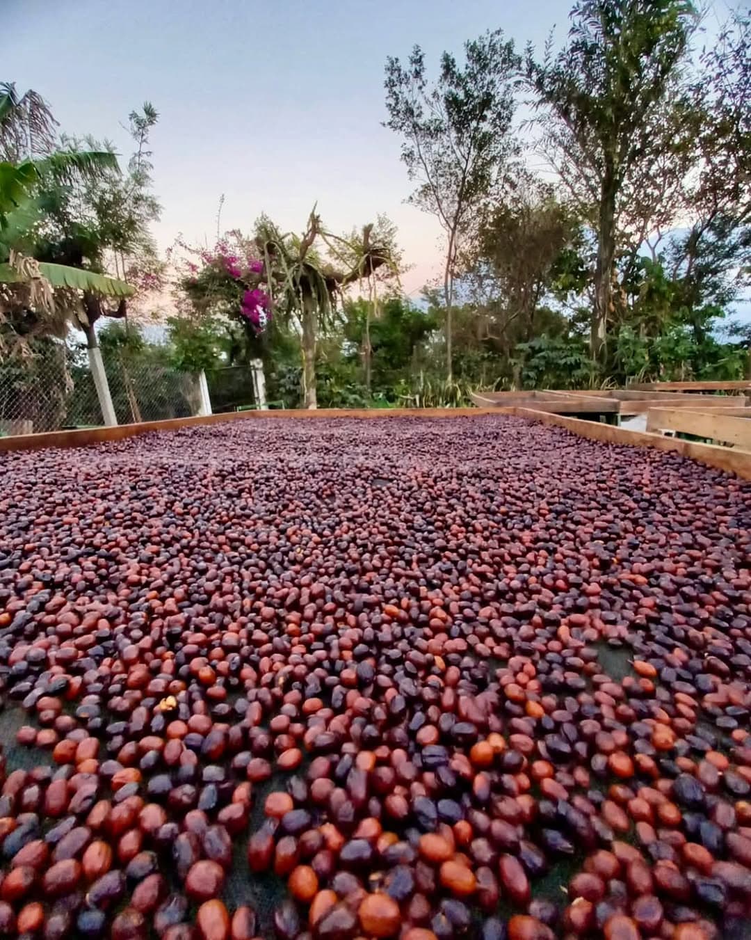 coffee beans for colipse cowboy blend ethically sourced