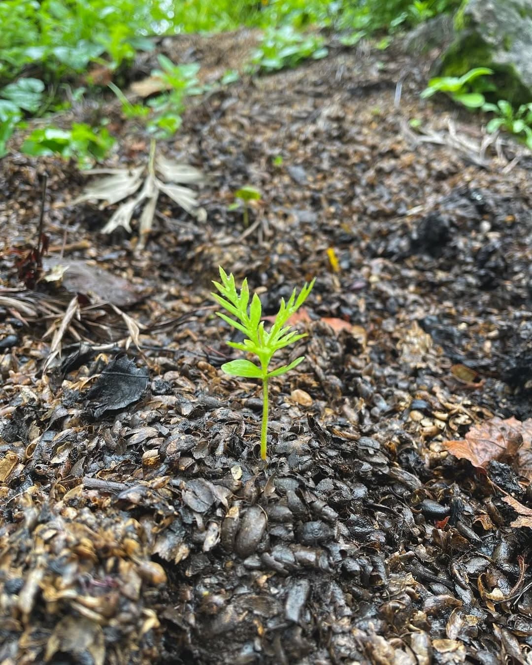 growing conditions Colipse cowboy blend coffee beans