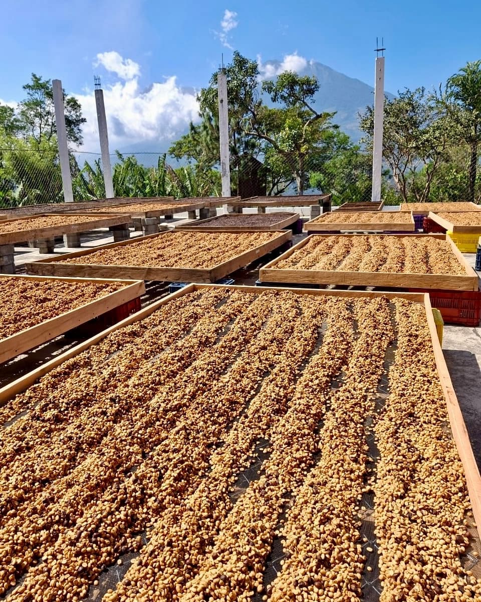 production and processing Colipse cowboy blend coffee beans