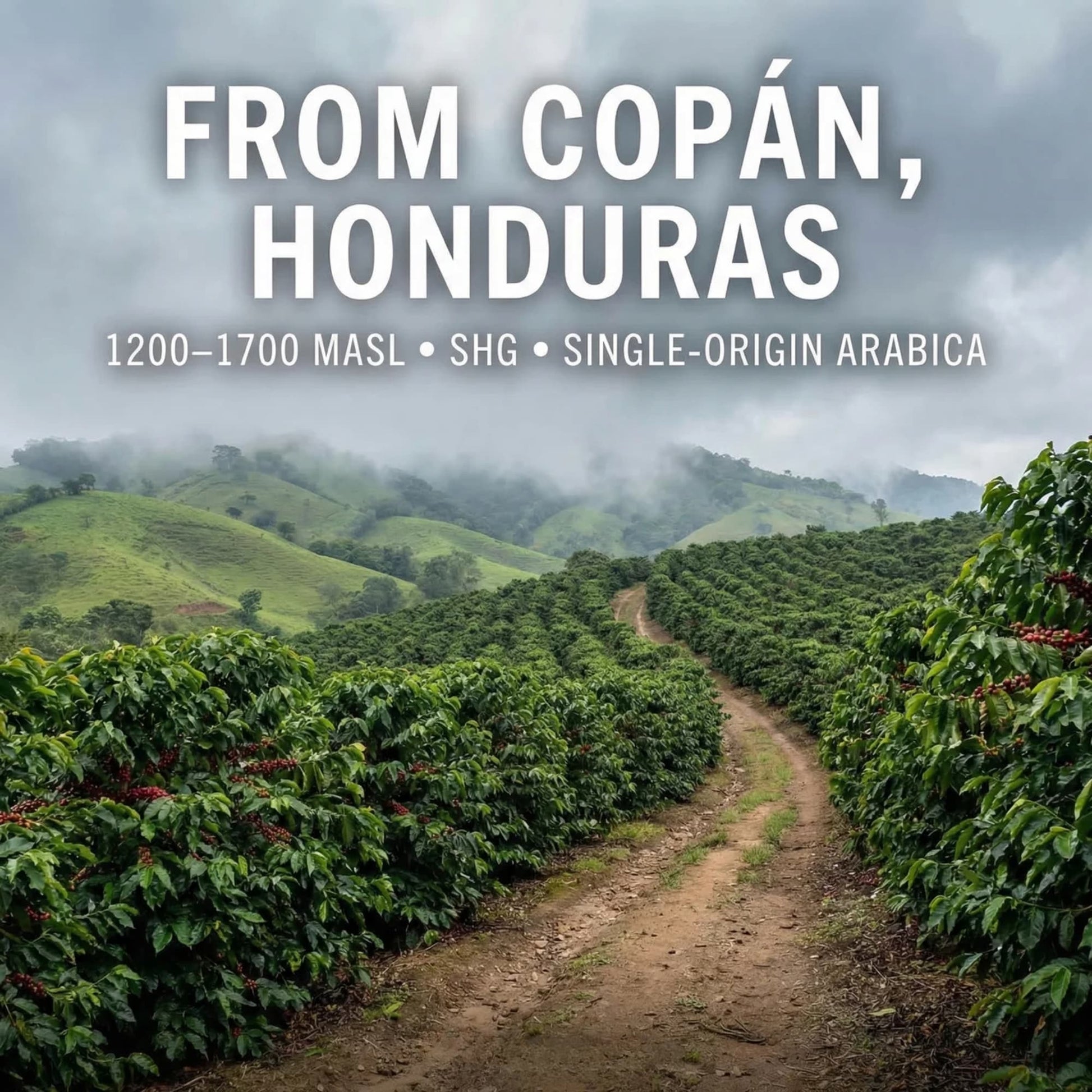 Coffee plantation with text indicating 'From Copan, Honduras' and coffee details.