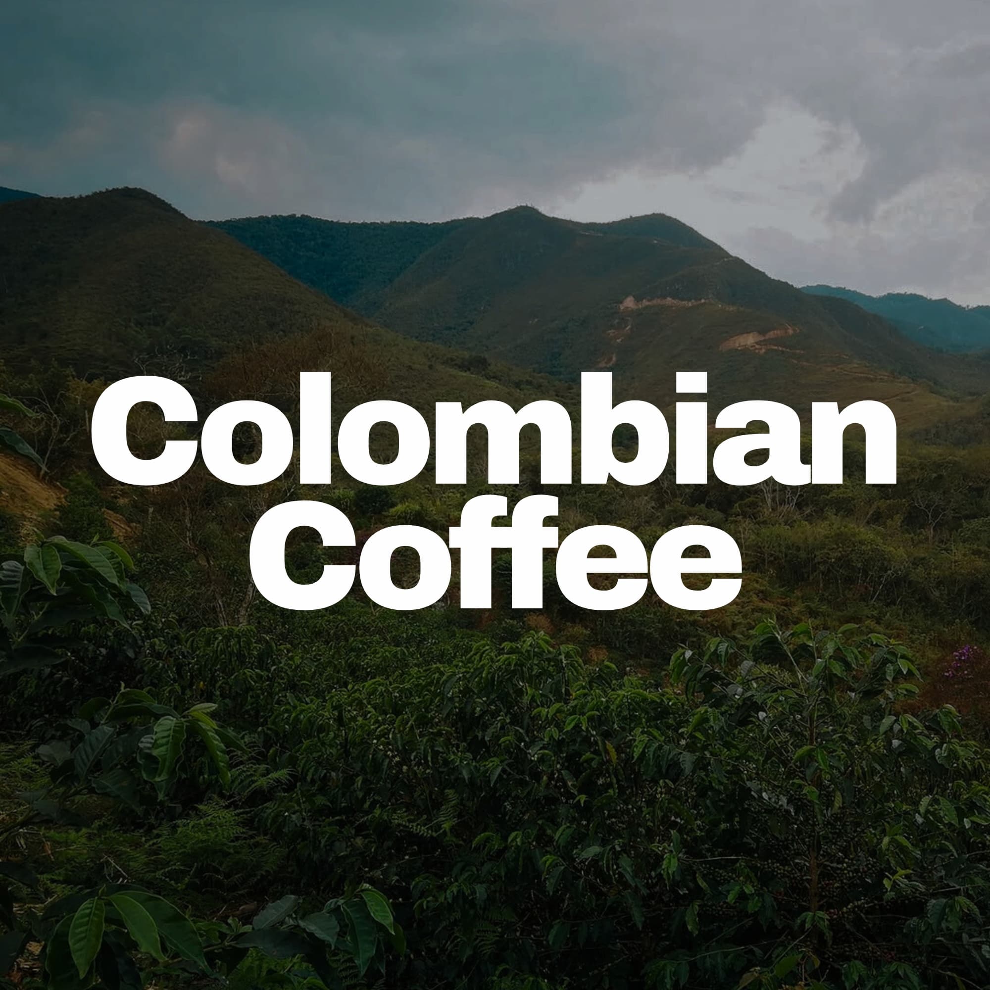 colombian coffee beans