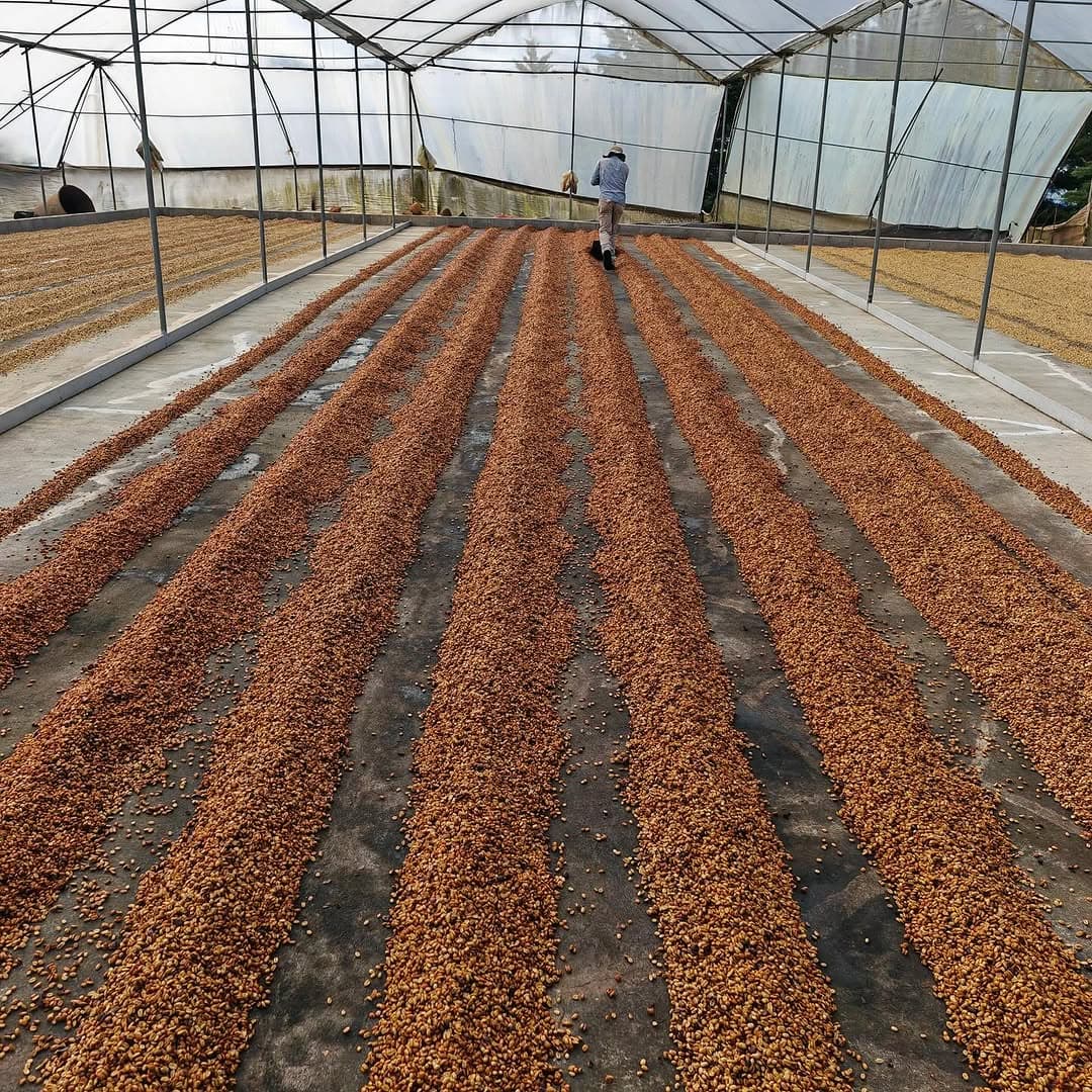 costa rican coffee beans