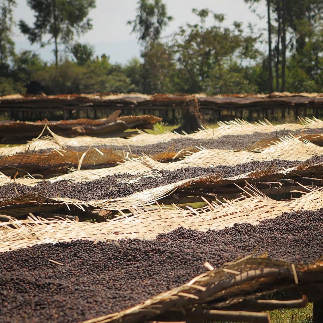 Ethiopian coffee on African beds