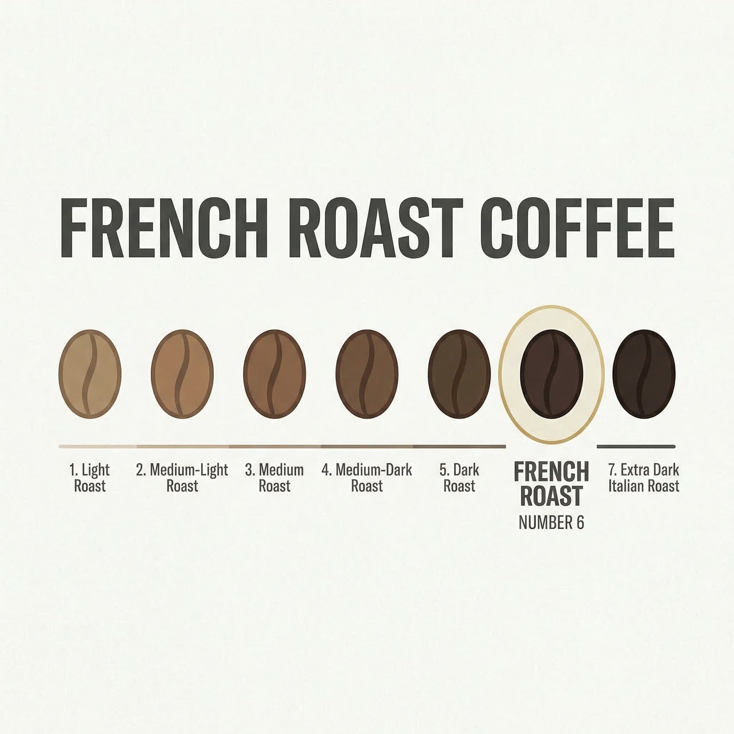 Diagram of French roast coffee beans with labels on a white background