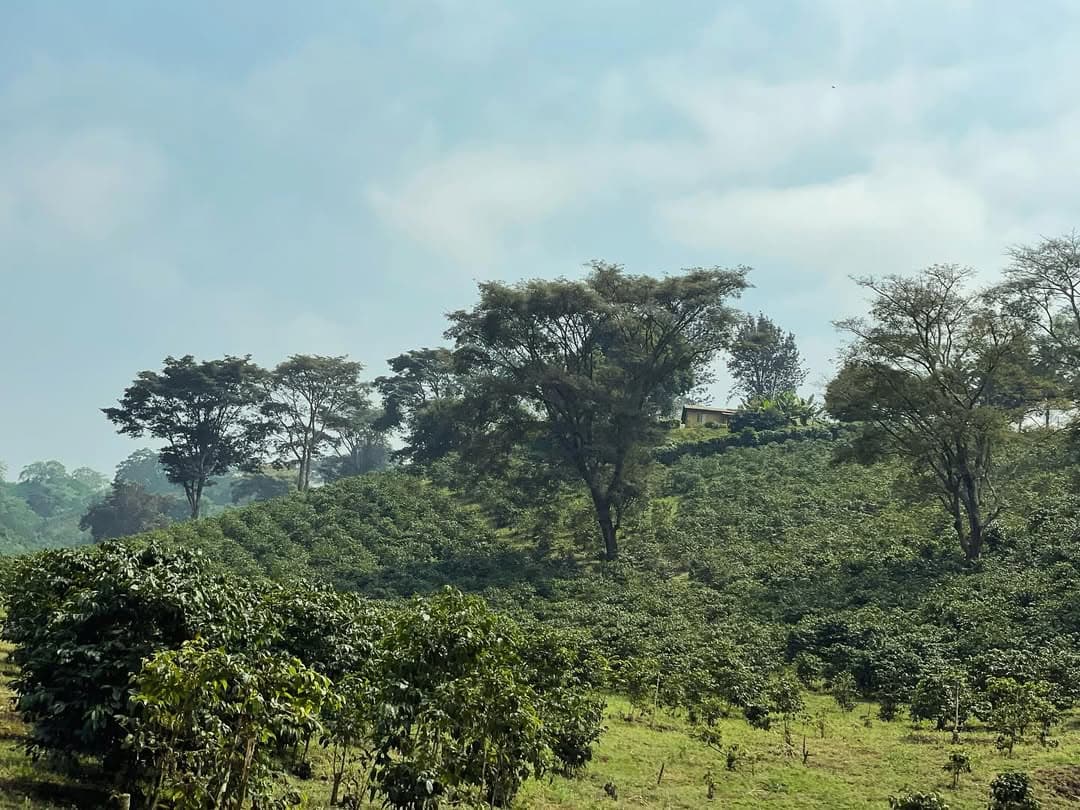 Hilly landscape with coffee plants and trees under a clear sky