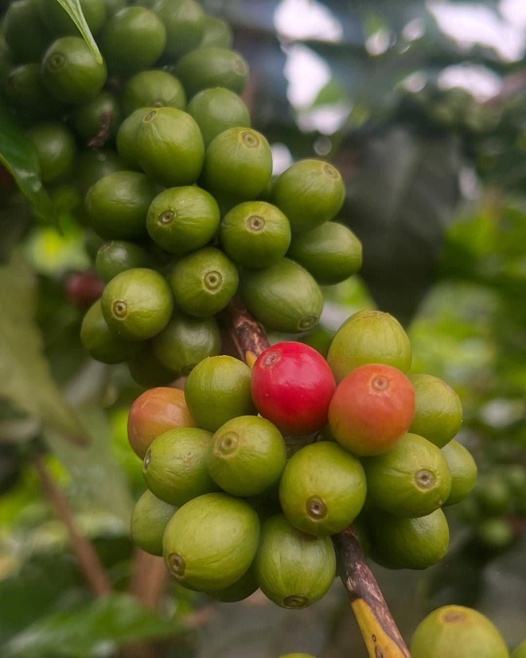 Close-up of green and red coffee berries on a branch