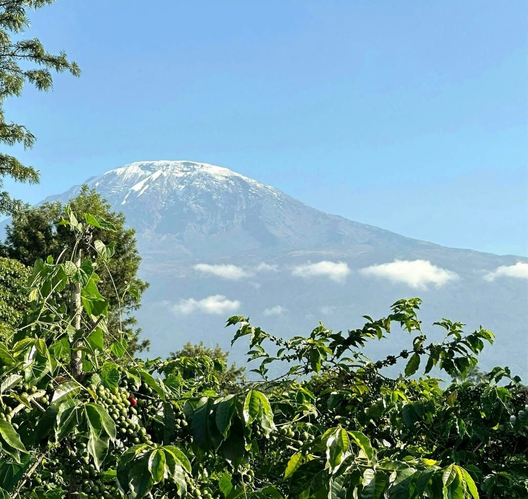 Mountain with snow-capped peak in the background, surrounded by green trees and foliage.