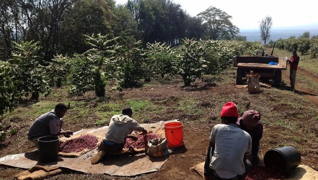 People working in a field with coffee plants and a wooden cart.