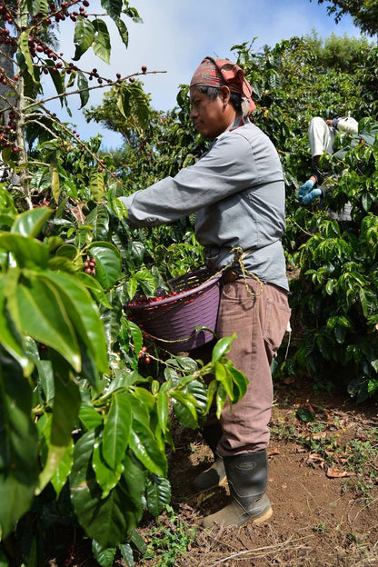 Nicaraguan Coffee Beans