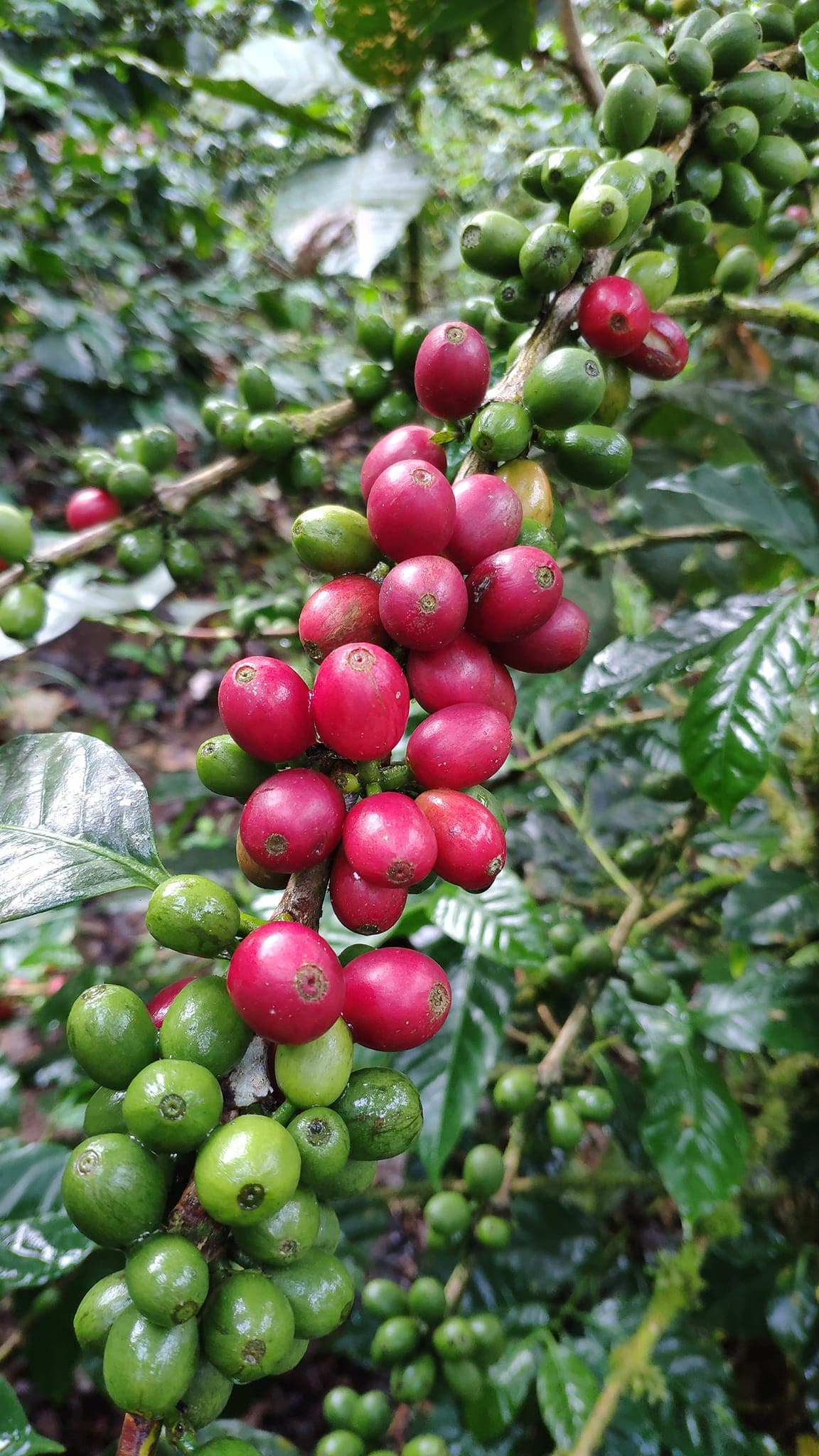 Nicaraguan Coffee Beans