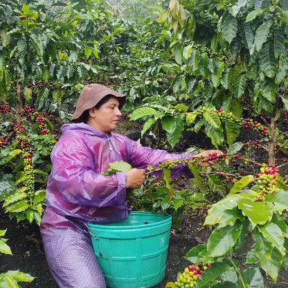 Decaf Cold Brew Coffee