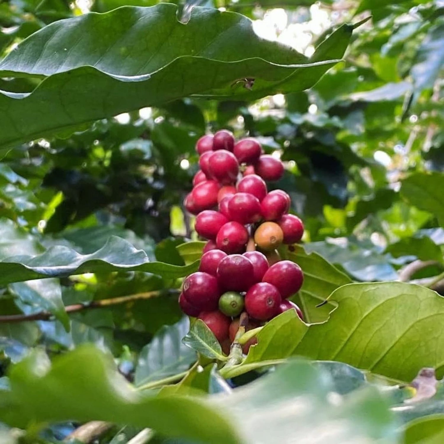 Red coffee berries on a branch with green leaves