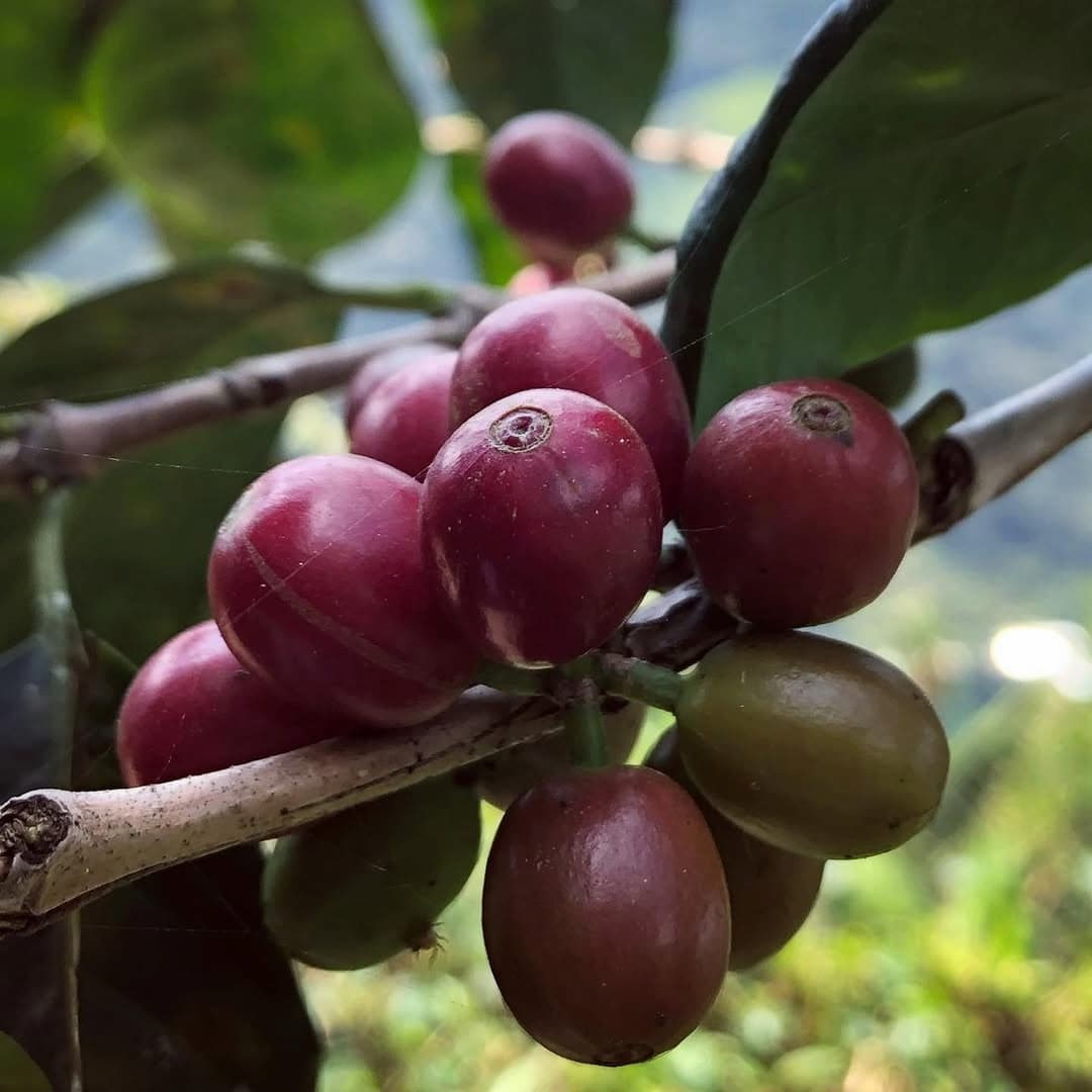 Coffee branch with ripe, red and purple coffee cherries.